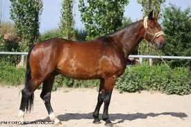 Slovenský teplokrvník